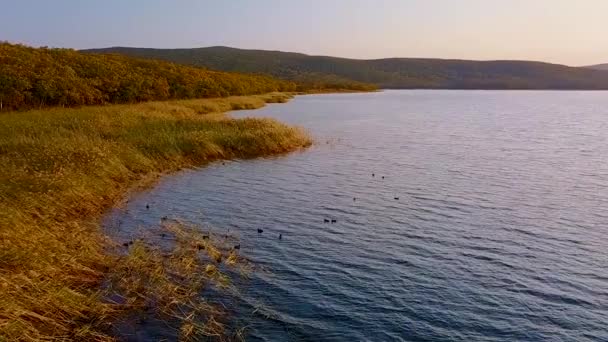 背景に緑の森や山々に囲まれた美しい湖ブラゴダトノエの上を飛ぶ 野生のアヒルは 美しい夕日を背景に水から離陸します — ストック動画