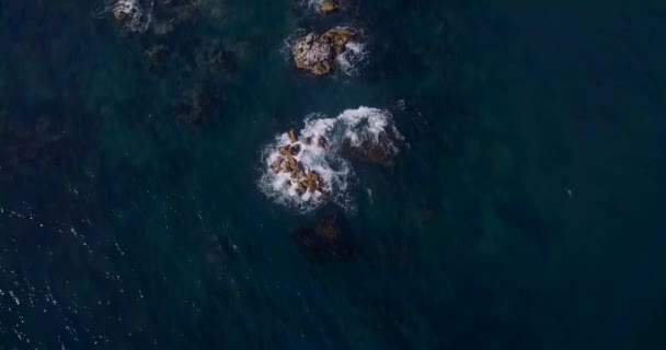 1935年に設立された絶滅危惧種のシベリアトラのためのロシアの生物圏保護区 海の崖 急な岩の海岸線 シコテ アリン自然保護区の航空写真 — ストック動画