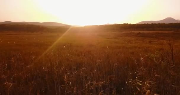 Vliegen Gouden Tarwe Veld Zonnige Dag Luchtfoto — Stockvideo