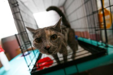 Eylül, 2014 - Vladivostok, Primorsky Krai - Evsiz hayvanların dağıtımı. Taşınabilir kafeslerde evsiz kediler.