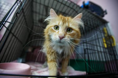 Eylül, 2014 - Vladivostok, Primorsky Krai - Evsiz hayvanların dağıtımı. Taşınabilir kafeslerde evsiz kediler.