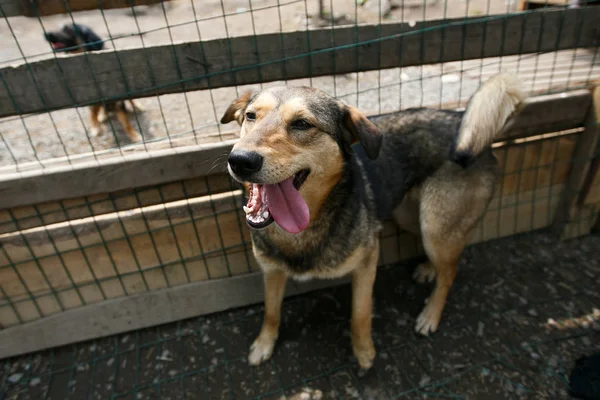 2014 Вересня Владивостоцький Приморський Край Поширення Безпритульних Тварин Бездомні Собаки — стокове фото