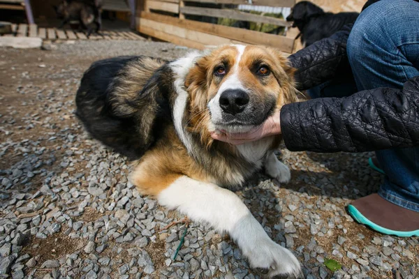 2014 Вересня Владивостоцький Приморський Край Поширення Безпритульних Тварин Бездомні Собаки — стокове фото