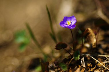 Ormanda kuru otların ortasında yetişen yalnız taze mor çiçek.