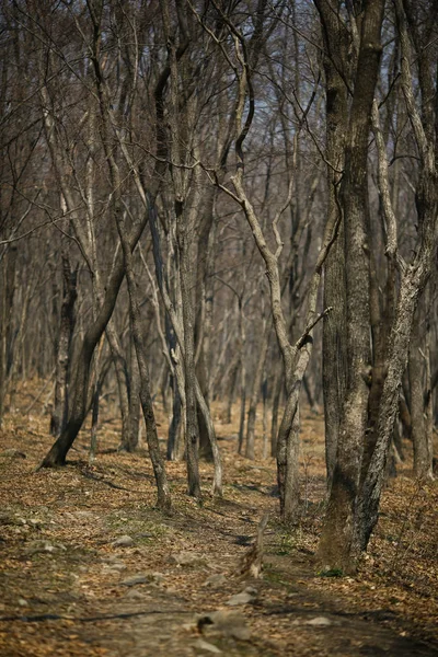 Droge Kale Lente Bos Rusland Bosweg Tussen Droge Bomen — Stockfoto