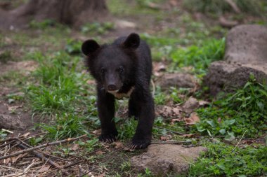 Bir yaz ormanında genç Himalaya ayı yavrusu