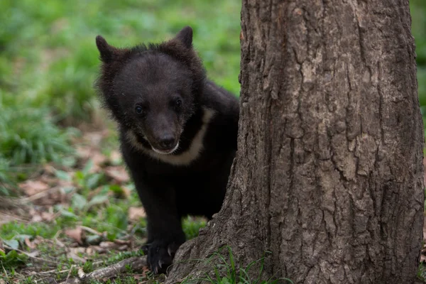 Молодий Гімалайський Ведмідь Куб Літньому Лісі — стокове фото