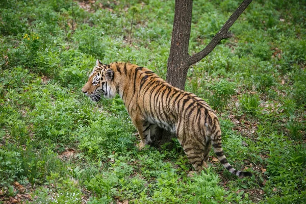 Beautiful Adult Amur Tiger Taiga Summer — Stock Photo, Image