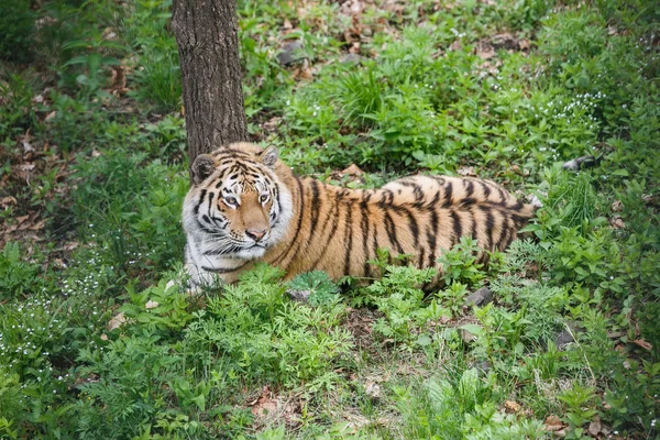 Hermoso Adulto Tigre Amur Taiga Verano — Foto de Stock