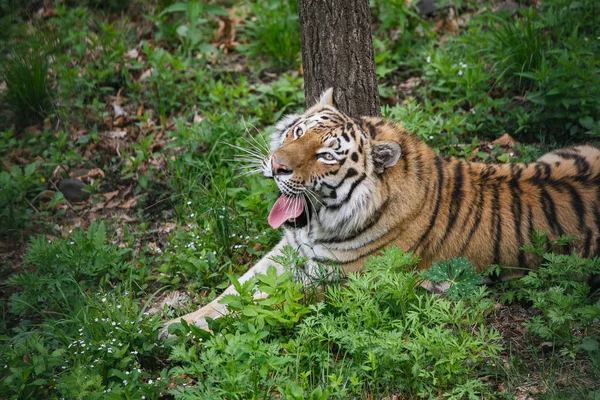 Hermoso Adulto Tigre Amur Taiga Verano —  Fotos de Stock