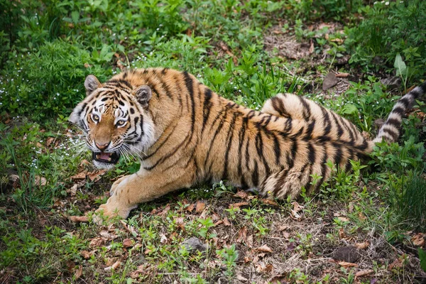 Hermoso Adulto Tigre Amur Taiga Verano —  Fotos de Stock