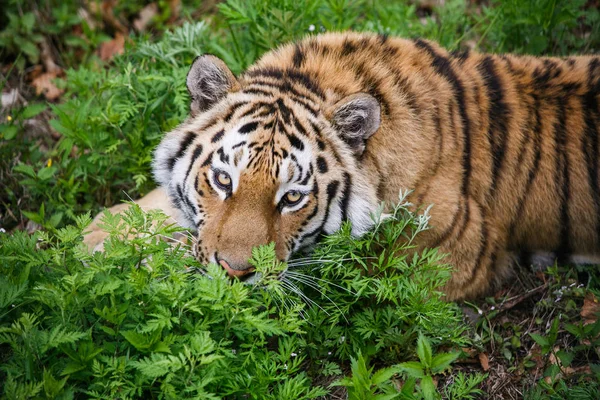 Hermoso Adulto Tigre Amur Taiga Verano —  Fotos de Stock