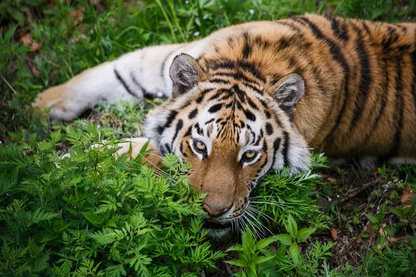 Vacker Och Vuxen Amur Tiger Taiga Sommaren — Stockfoto