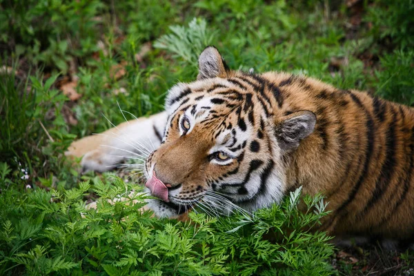 Hermoso Adulto Tigre Amur Taiga Verano —  Fotos de Stock