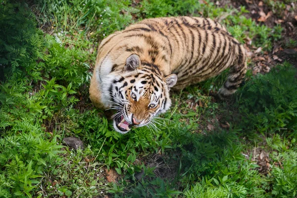 Hermoso Adulto Tigre Amur Taiga Verano —  Fotos de Stock