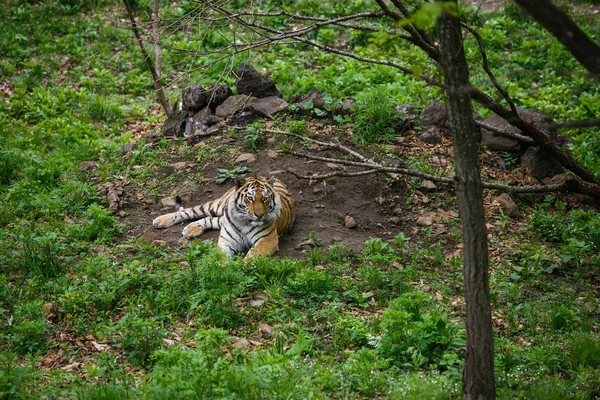 Hermoso Adulto Tigre Amur Taiga Verano —  Fotos de Stock