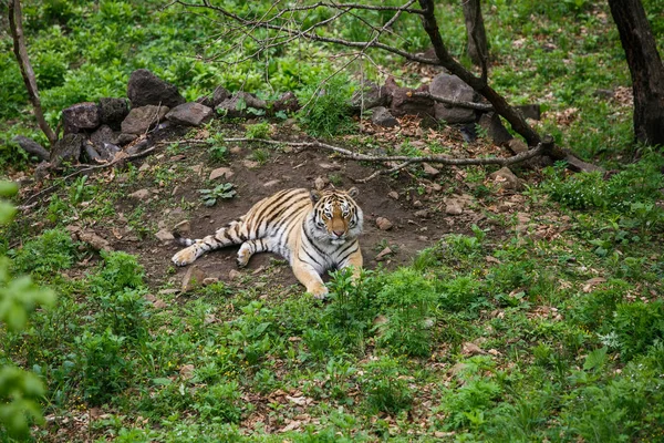 Hermoso Adulto Tigre Amur Taiga Verano —  Fotos de Stock