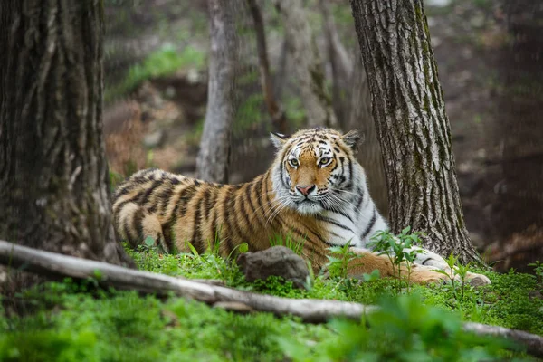 Hermoso Adulto Tigre Amur Taiga Verano —  Fotos de Stock