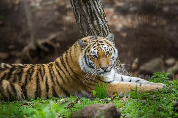 Hermoso Adulto Tigre Amur Taiga Verano —  Fotos de Stock