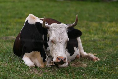 Siyah beyaz yerli yeşil bir çayır üzerinde yatıyor