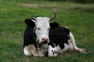Siyah beyaz yerli yeşil bir çayır üzerinde yatıyor