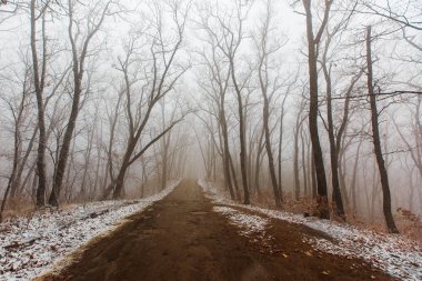 Karlı bir ormanda güzel bir yol