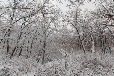 Rus ormanında güzel karlı ağaçlar. Karla kaplı ağaç dalları