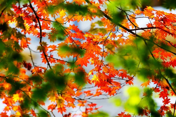 Nahaufnahme Farbig Schmeichelhafte Herbstbäume Goldener Herbst — Stockfoto