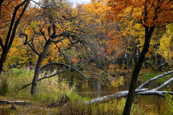 美丽的秋天风景 森林中的金秋 — 图库照片