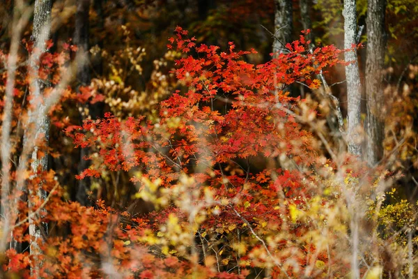 彩色奉承秋天的树木 — 图库照片