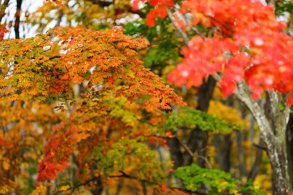 彩色奉承秋天的树木 — 图库照片
