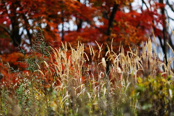 美丽的秋天风景 森林中的金秋 — 图库照片