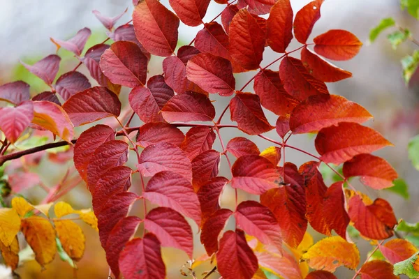 Primo Piano Alberi Autunnali Lusinghieri Colorati Autunno Oro — Foto Stock