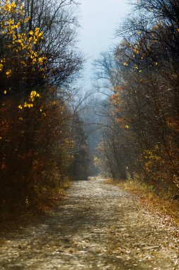 Güzel manzara. Orman yolu mesafeye kadar uzanıyor. Altın sonbahar.