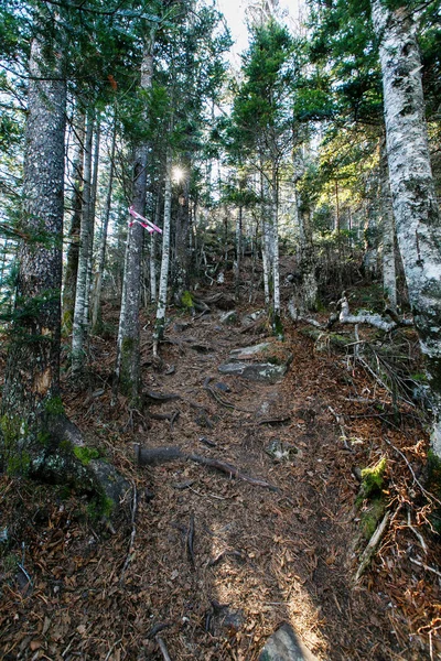 Belle Vue Forêt Automne Automne Doré Russie Dans Les Montagnes — Photo