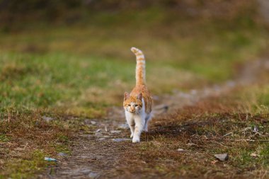 Yükseltilmiş sunuculu güzel kırmızı kedi çimlerin üzerinde kameraya doğru yürür.