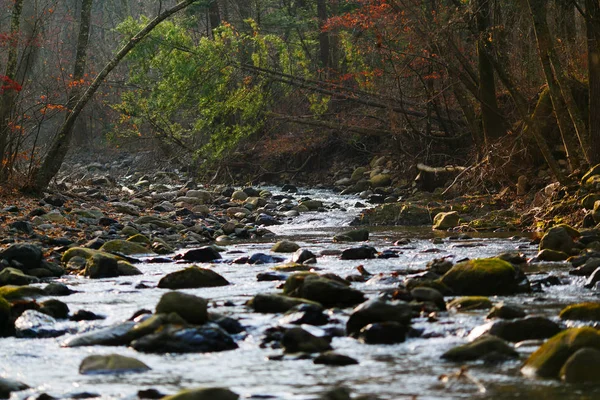 Красивый Пейзаж Живописный Ручей Течет Осеннему Лесу Среди Маленьких Камней — стоковое фото