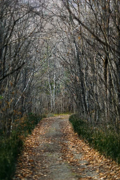 Prachtig Landschap Schilderachtige Route Het Herfstbos — Stockfoto