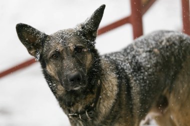 Kar yağarken üzgün sokak köpeği.