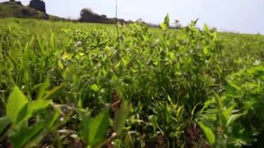 Yakın plan. Kamera yaz otlağındaki taze yeşil çimlerin arasında hareket eder..