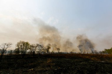 Orman yangını. Sonbahar mevsiminde orman yangını.