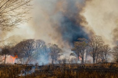 Orman yangını. Sonbahar mevsiminde orman yangını.