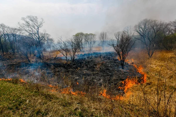 Orman yangını. Sonbahar mevsiminde orman yangını.