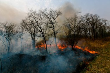 Orman yangını. Sonbahar mevsiminde orman yangını.