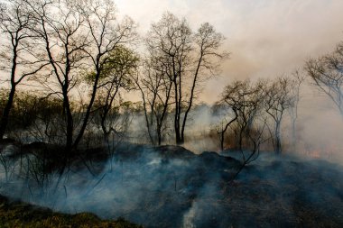 Orman yangını. Sonbahar mevsiminde orman yangını.