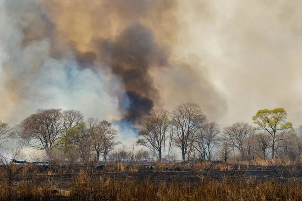 Bosbrand Bosbrand Het Najaar — Stockfoto