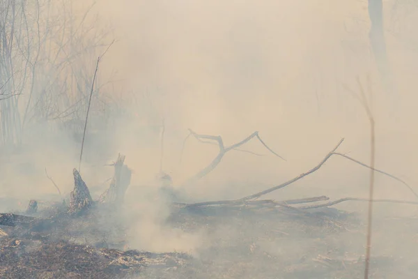 Bosbrand Bosbrand Het Najaar — Stockfoto