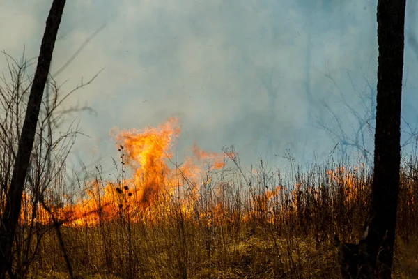 Bosbrand Bosbrand Het Najaar — Stockfoto