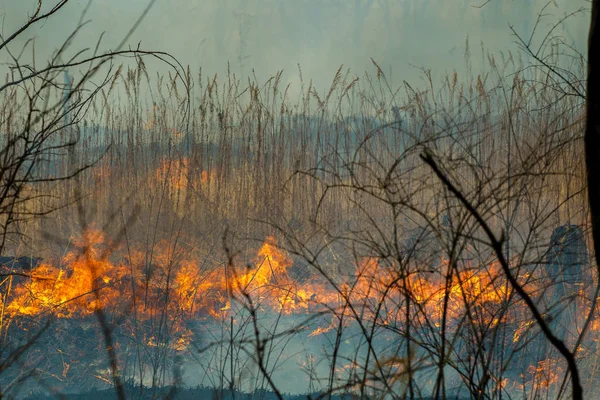 Πυρκαγιά Φωτιά Στο Δάσος Την Εποχή Του Φθινοπώρου — Φωτογραφία Αρχείου
