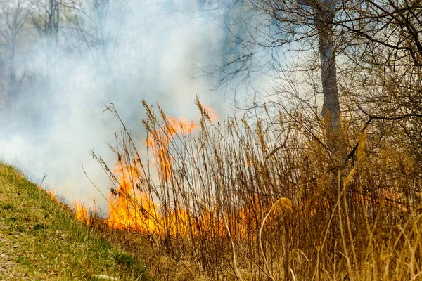 Forest fire. Forest fire in the autumn season.